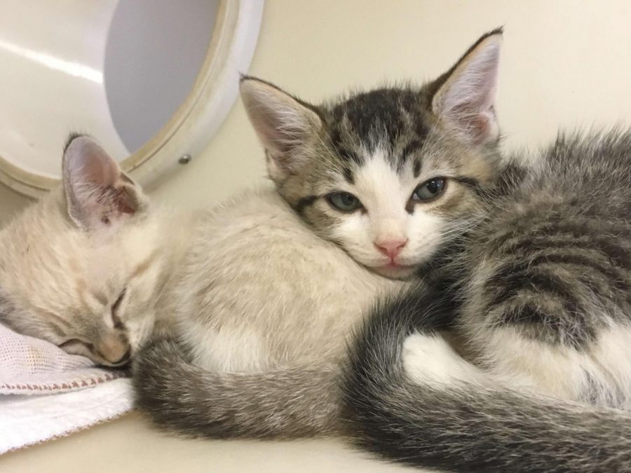 Two kittens cuddling at the shelter.