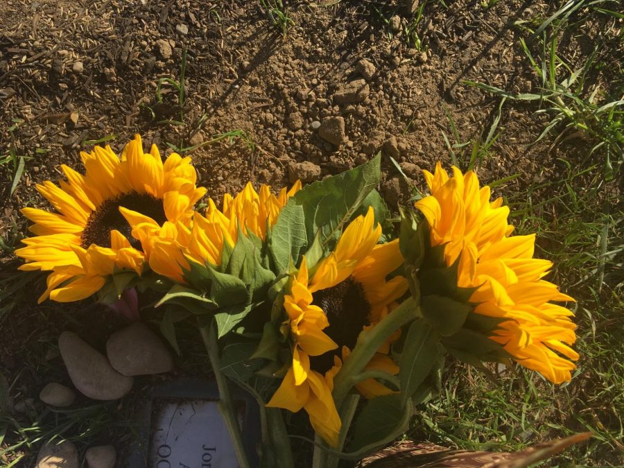 I placed yellow sunflowers, which are my father and Is favorite color, at his gravesite to honor him on his birthday. Yellow was and forever will be our happy color. 