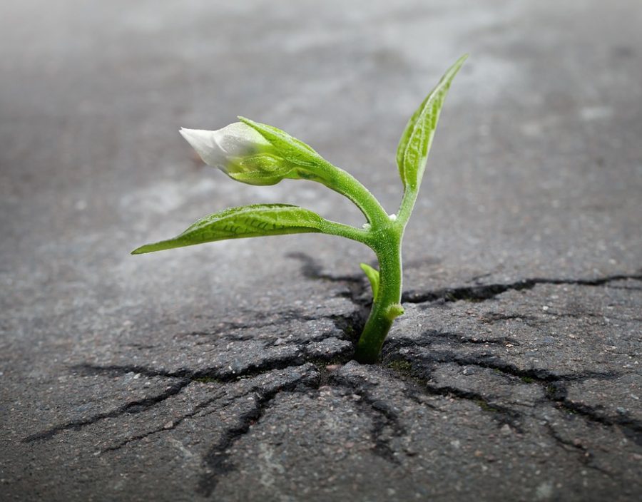 An in-depth photograph of a plant sprouting out of concrete.