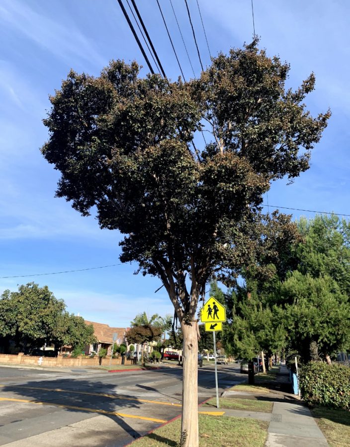 As a student makes her way to school, she encounters this heart shaped tree that reminds her of Mr. Beast’s organization Team Trees. 