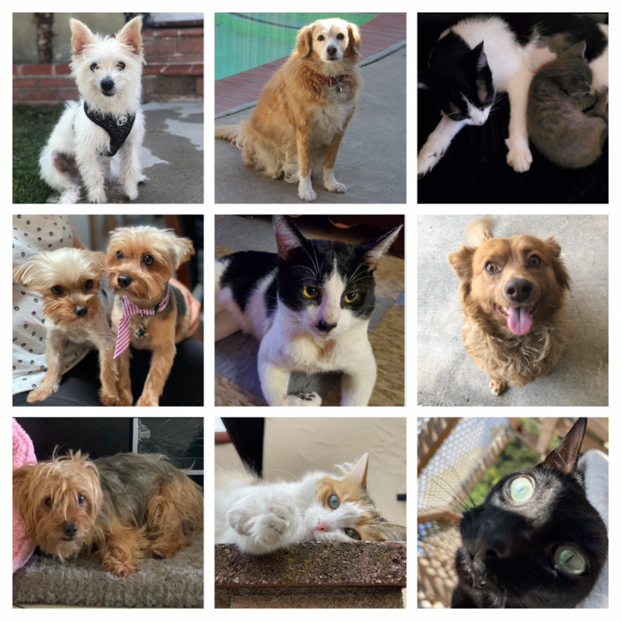 Pets+became+our+BFFs+during+quarantine.+%0A%0APhoto+credits%3A+Kimberly+Lopez+%28Snowy+top+left%29%2C+Andoe+Glaser+%28Berkeley+top+middle%29%2C+Ashley+Santana+%28Winston+and+Crystal+top+right+and++Whiskey+center%29%2C+Alex+Prado+%28Gigi+and+Max+left+middle+and++Princess+bottom+left+corner%29%2C+Samantha+Esparza+%28Naruto+right+middle%29%2C+and+Christine+Hinckley+%28Batman+and+Luna+bottom+middle+and+bottom+right%29.