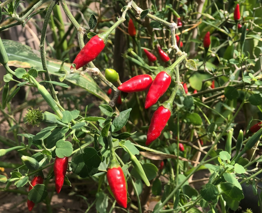 Ripe piquín peppers enjoy their last moments attached to their stem in my backyard.