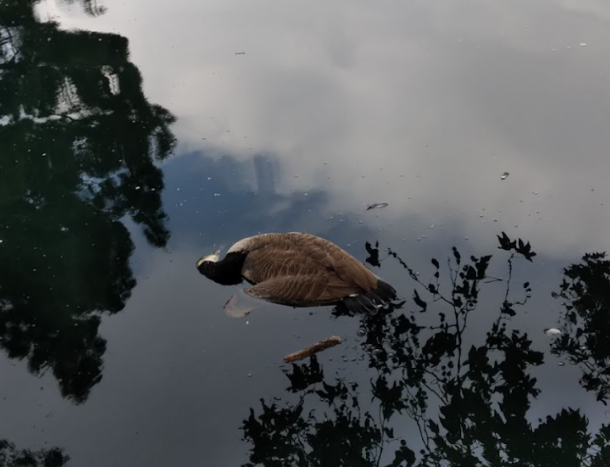 While Team Streets was doing a park clean up, they found a second dead duck floating in the water. Their prediction is that it ate something it wasn’t supposed to, starved or drowned.